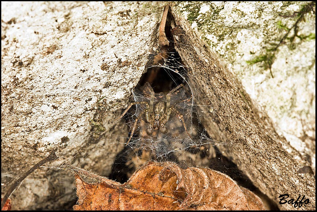 Agelenidae cf. Malthonica sp.